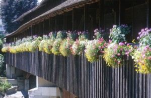 flowers-bridge-4y6t