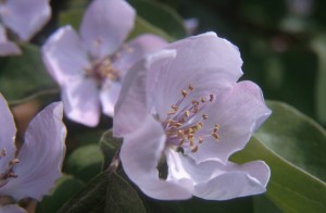 flowers-c93k