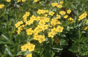 flowers-cft6