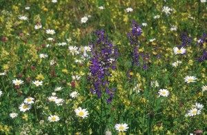 flowers-field-4xf1