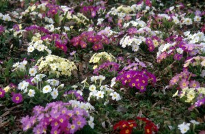 flowers-field-e0m