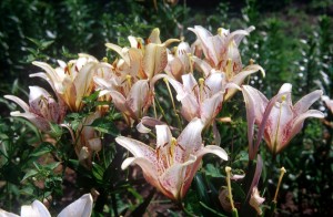 flowers-garden-r0n5
