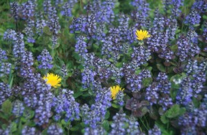 flowers-hbn7