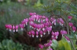flowers-j6vq