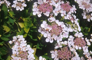 flowers-leaves-02h6
