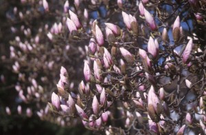 flowers-p20q