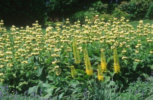 flowers-p3wl