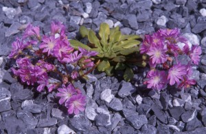 flowers-stones-s0p1