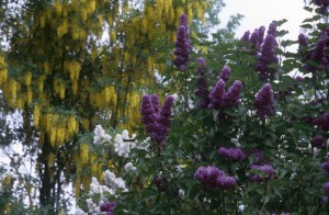 flowers-trees-wo6l