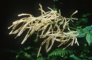 flowers-u6cw