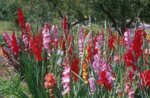 flowers-w7h1