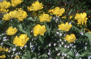 flowers-yellow-6x3g