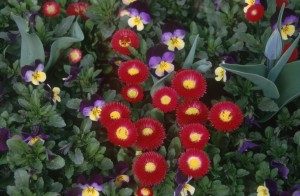 flowers-yl3k