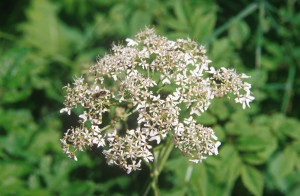 forest-flower-0y3e