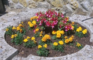 garden-flowers-wj92