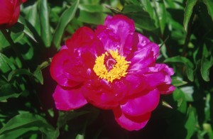 red-flower-x7j4