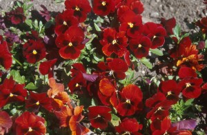 red-flowers-6zh6