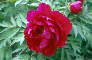 red-flowers-74rg