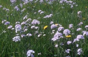 sea-flowers-y6b1