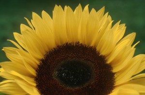sunflower-i5c1