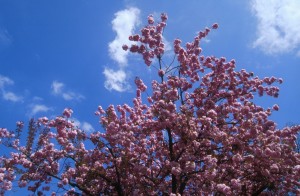 tree-blossom-t3x0