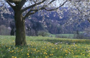 tree-field-b7u4