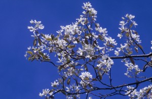 tree-flowers-bh7t
