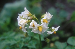 white-flowers-b4eq