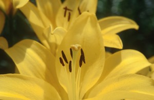 yellow-flower-3x5t