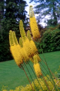 yellow-flowers-kr6b