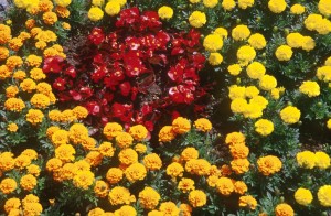 yewllow-red-flowers-8c1