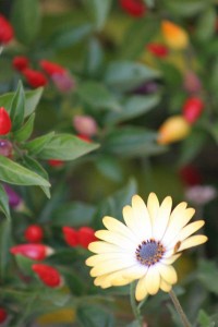 picturesofflowers42