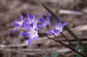 blue-flowers-169