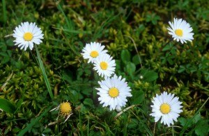 flower-05