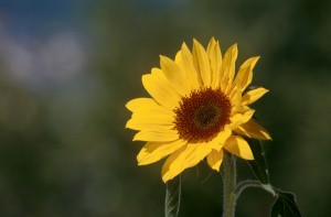 flower-08