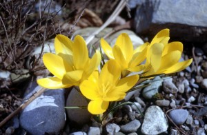 flower-09