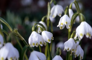 flower-10