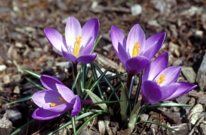 flower-11