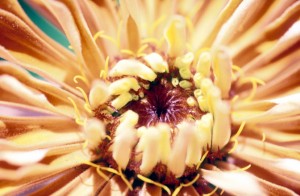 flower-157