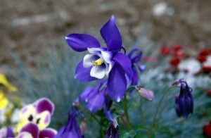flower-186a