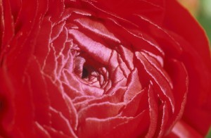 flower-271