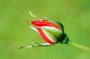 flower-7ztfc