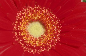 flower-a9mw