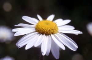 flower-i59e