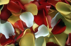flowers-03bgy