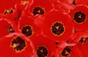 flowers-04xe