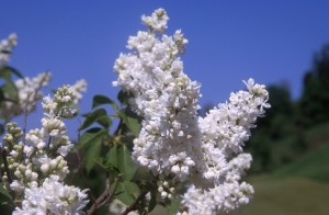 flowers-111