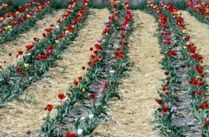 flowers-1ly0