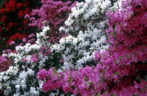 flowers-1qp2