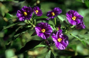 flowers-234